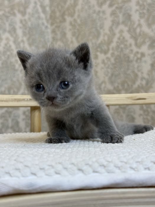 Britanskimedvejonki prodayotsa