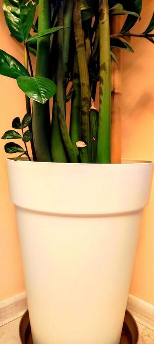 Замиокулкас 140 см.