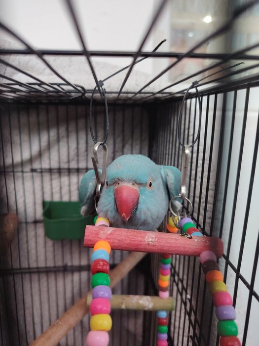 Ожереловый попугай (самка)