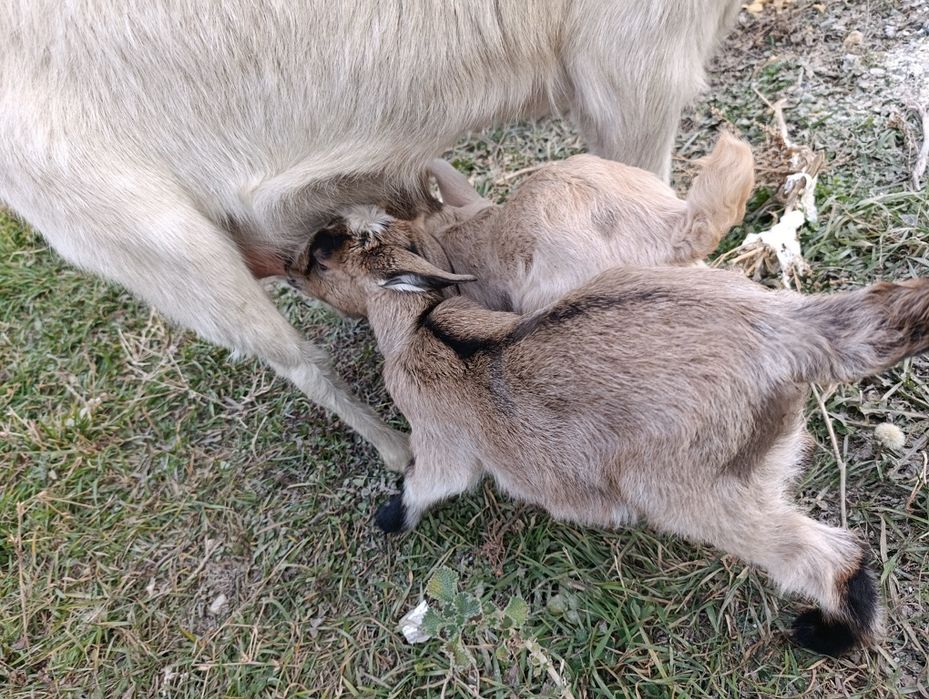 Сүтті ешкі молочная коза