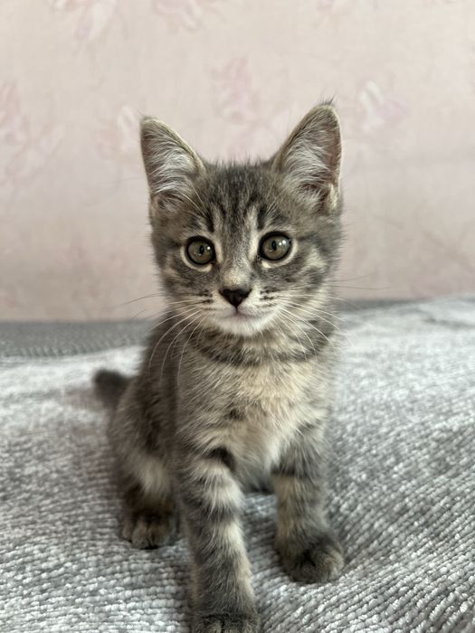 Отдам котёнка в добрый руки