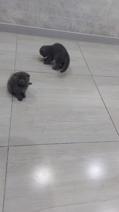 Продаётся котята срочна 5шт