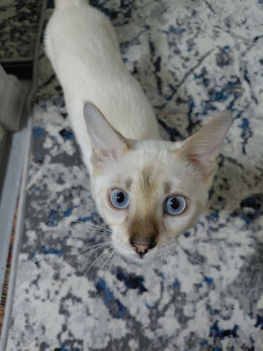 Бенгальский котенок 200$
