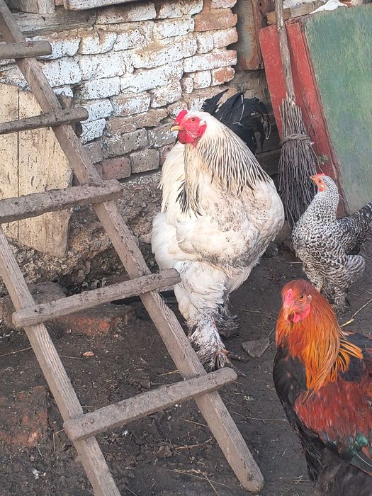 Cocoș și găină brahma .
