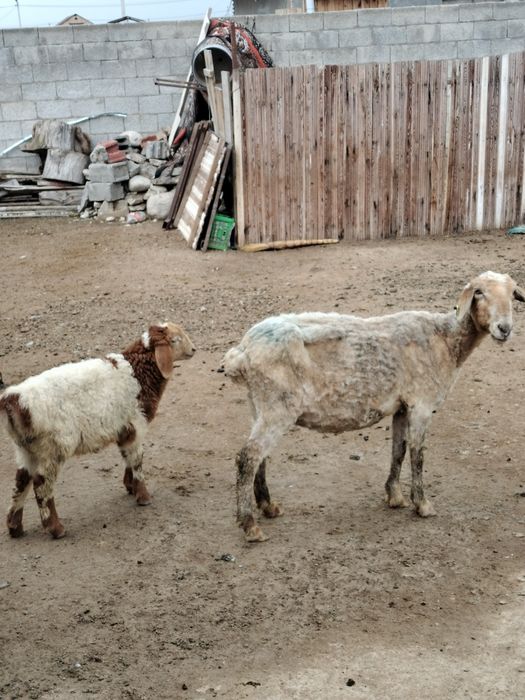 Козылы кой сатылады