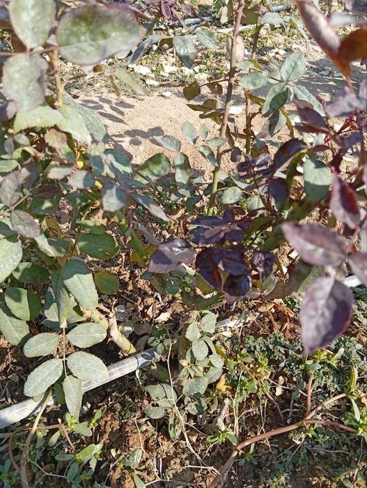 Ayollarning orgazm olayotgan porno videosi