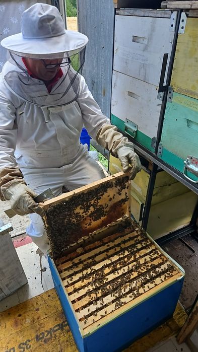 Vând familii de albine