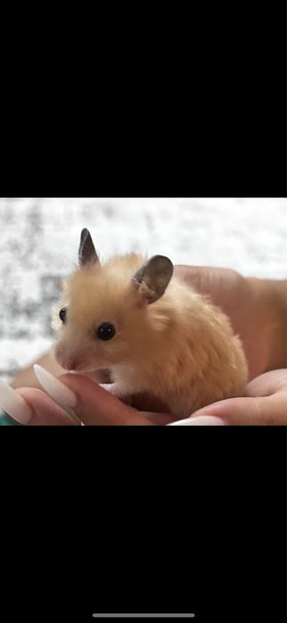 Продаю сирийского хомяка с клеткой