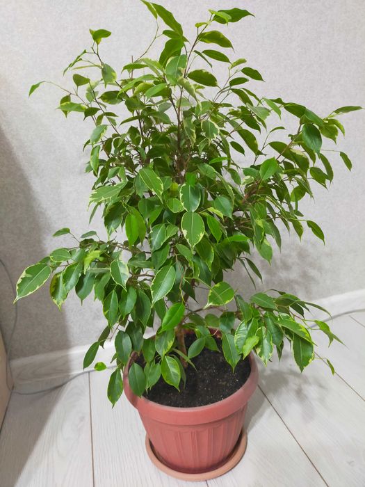 Фикус Бенджамина