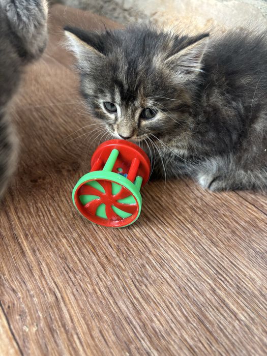 котики домашние 2 девочки 1 мальчик