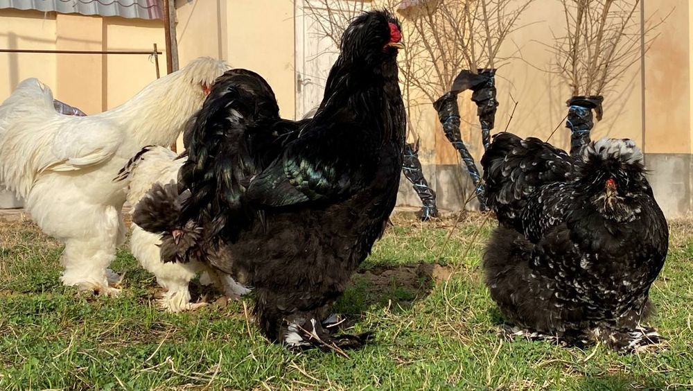 В продаже!
Цыплята породы Тройка Брама, 3-дневные.
Декоративная порода