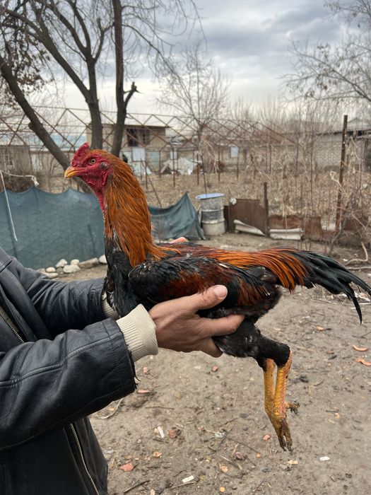 Dakang xuroz sotiladi