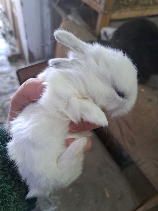 Кролики декоративные бронь