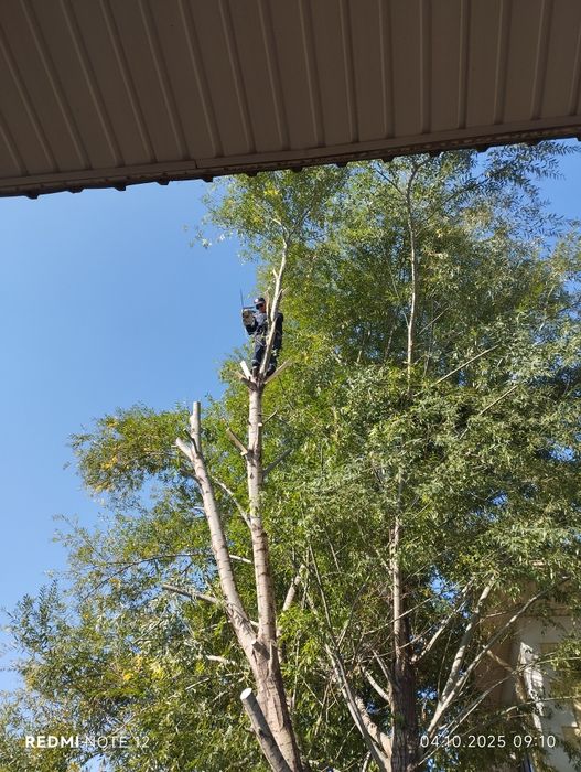 Спил деревьев Алматы