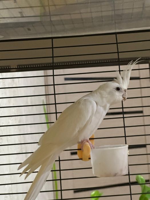 Птица папугай домашний