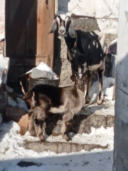 Продам козлика очень крупный.