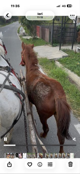 Vand carlana de 6 luni