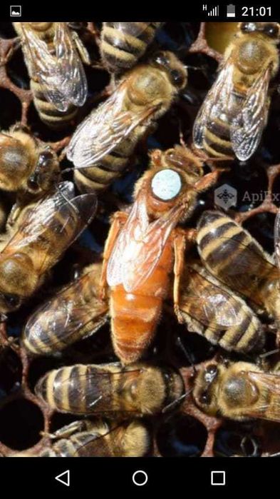 Familii albine  2026