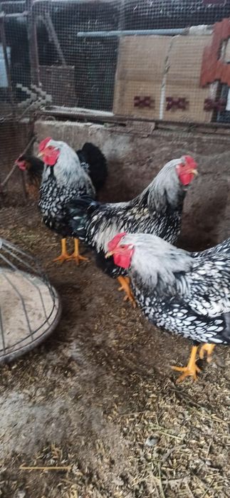 Петуха   виандот