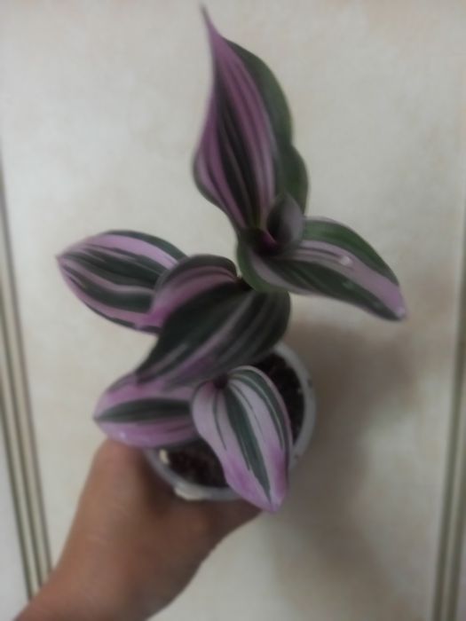 Продам цветы разные