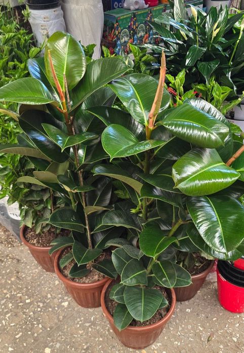 Богбон хизмати Садовая услуги