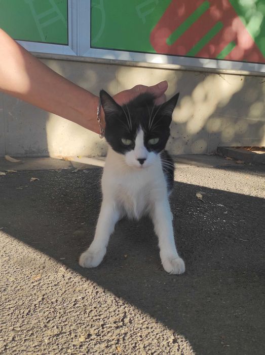 Доли, 2-годишна, супер социална, търси дом!