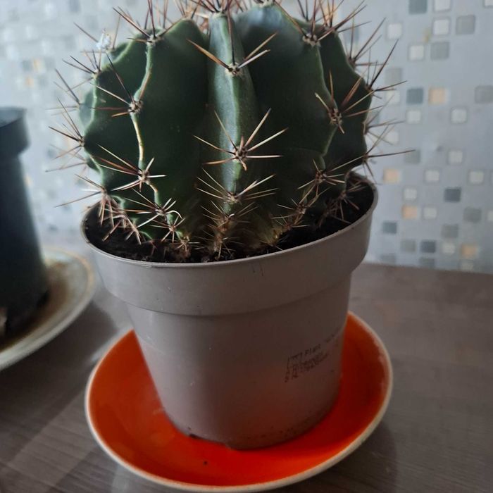 комнатные цветы., суккуленты, кактусы