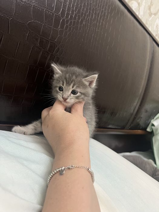 Продаются котята