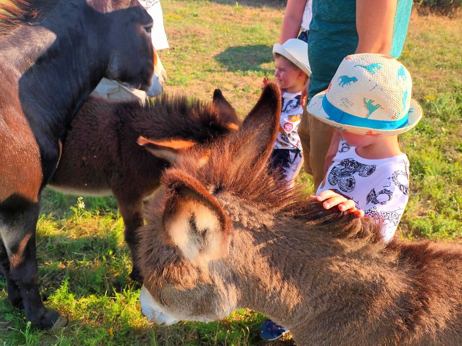 Vand lapte de magarita