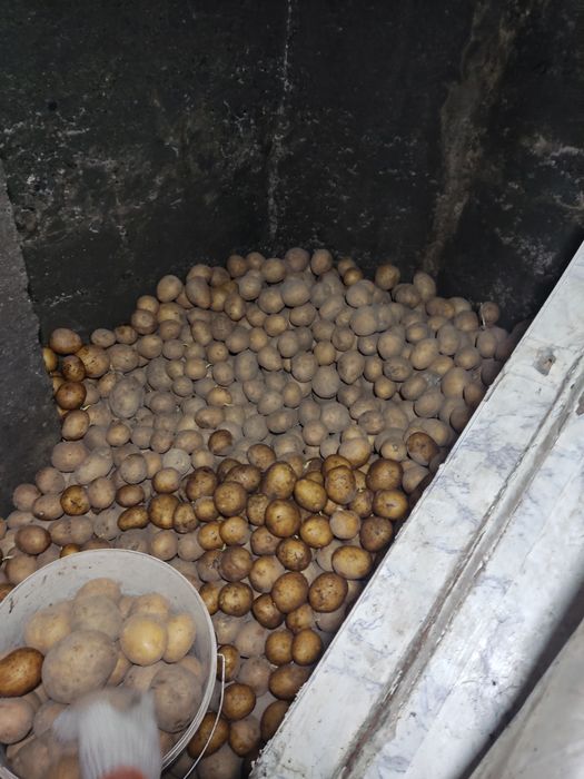 Картофель домашний.