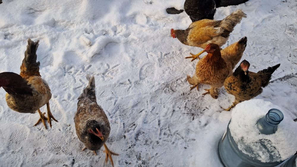 Продам курей и петухов