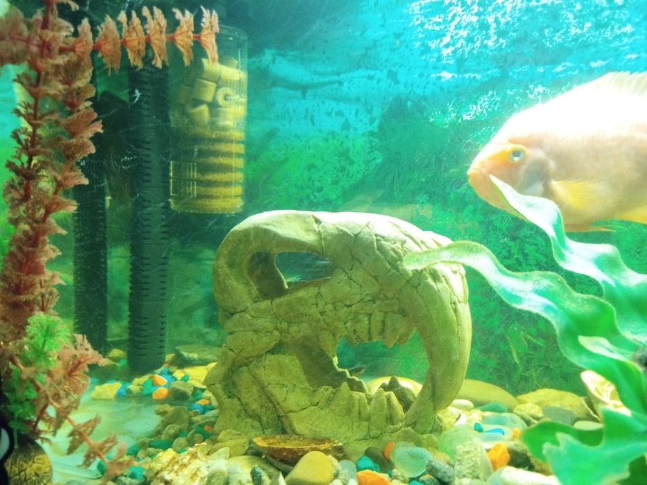 Аквариум 250 литров