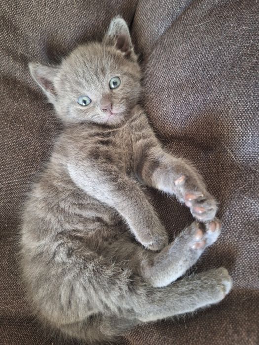Котик мальчик ,1,5 месяца