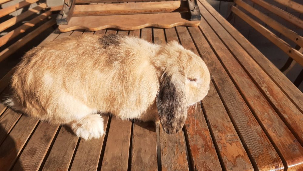 Karlik baran sotiladi
Karlik baran 
Jinsi : erkak iwlashga ta
