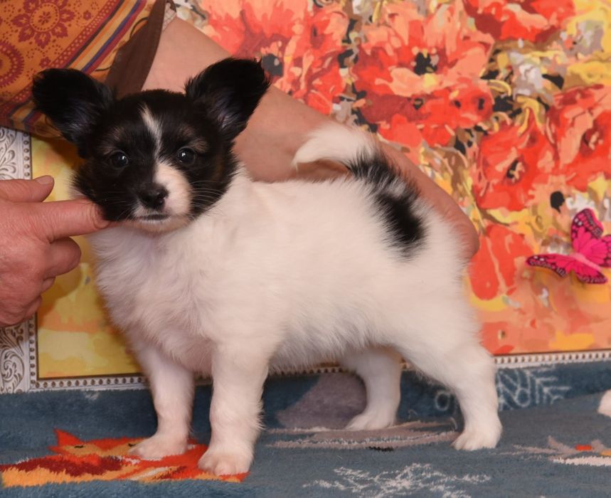 Щенки папийончики