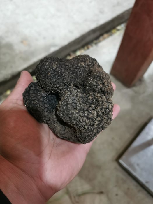 Trufe negre /Tartufi/Truffles