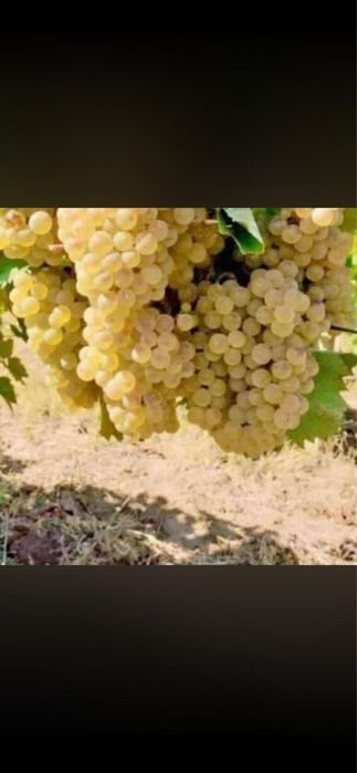 Struguri de vin