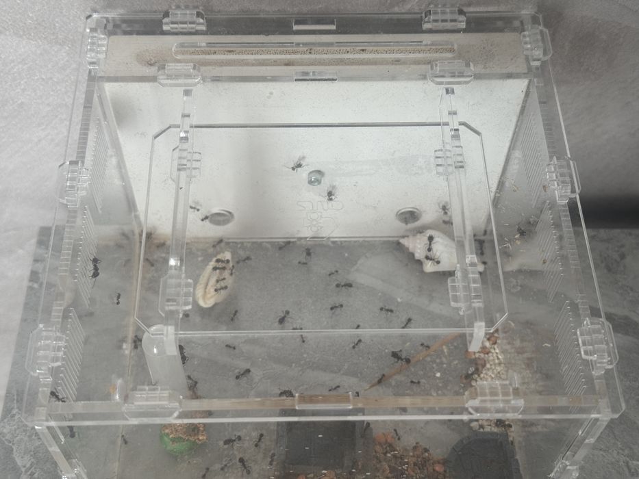 Муравьиная ферма мермикарий