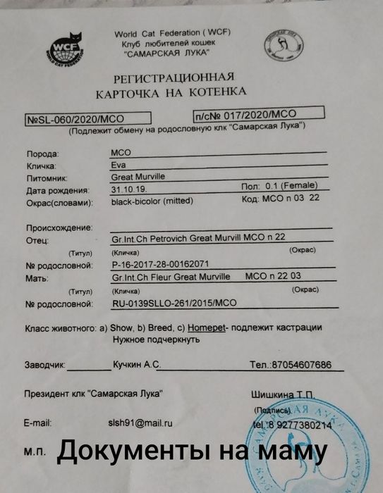 Мейн-кун котёнок