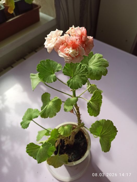 Пеларгонии, герани продам