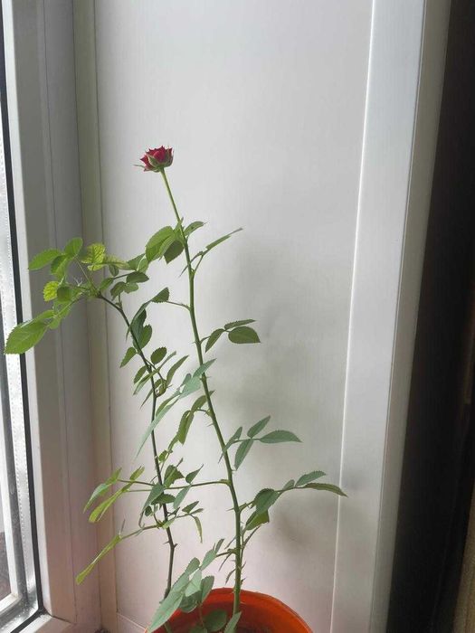 Роза комнатная красная