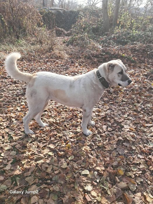 Алабай сучка Алабай сука Пропала есть Вознаграждение