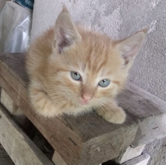 Котята рыжие мальчики