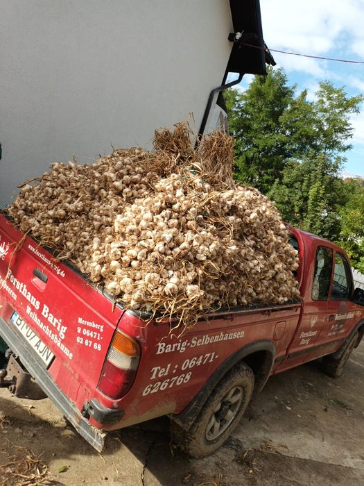 Vând usturoi românesc de copalau