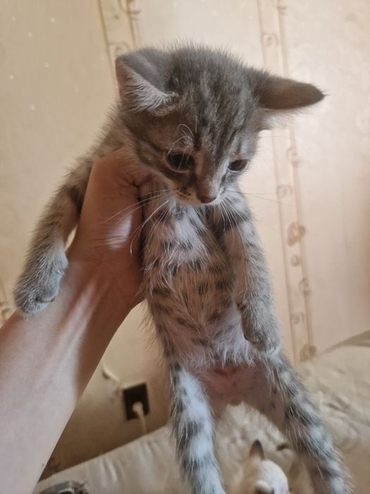 Отдам котят в добрые руки