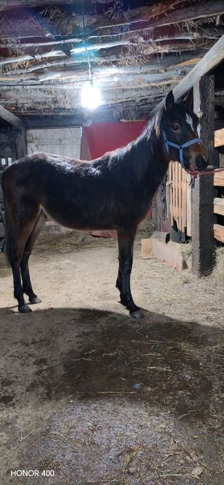 Жабағы сатылады ұрғашы