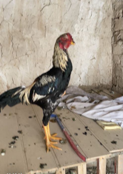 Юнски қораз сатлады