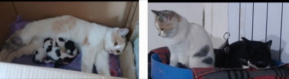 Отдам котят в хорошие руки