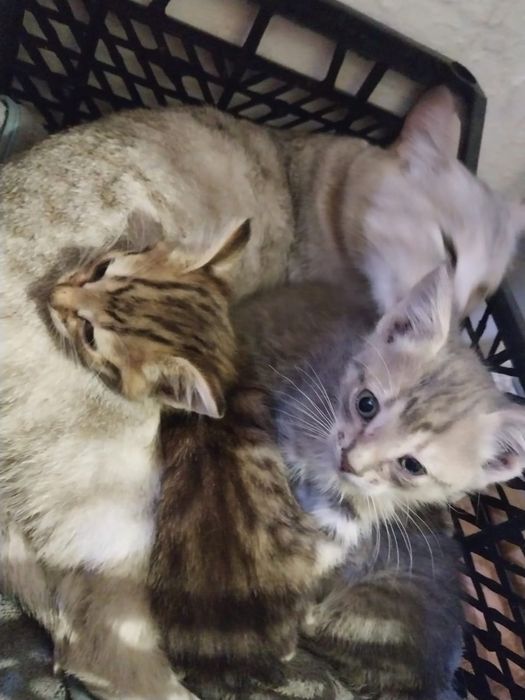 Котята в добрые руки