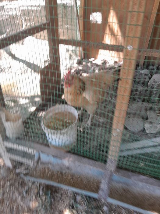 Xonaki tovuq 5 dona donasini 80000 dan beramiz